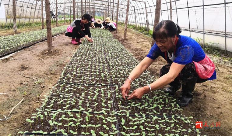 有擔當！天門這家合作社讓貧困戶們在家門口就把錢掙了